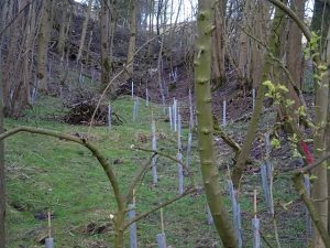 Tree Planting Illy Willy - 2016 Tree Planting Illy Willy - 2016