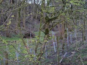Tree Planting Illy Willy - 2016 Tree Planting Illy Willy - 2016